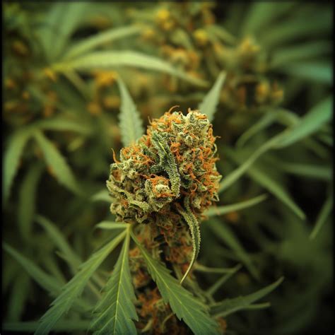 Layer Cake Strain Information & Effects