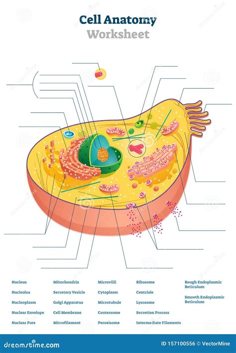 Cell Structure Worksheet 的图像结果