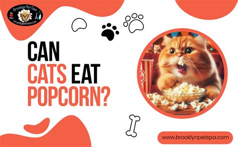 Can Cats Eat Popcorn? An Expert Opinion | Can Cats Have Popcorn