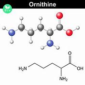 Image result for Benefits of Ornithine