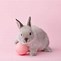 Image result for cute bunny names