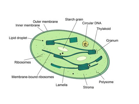 Chloroplast Diagram