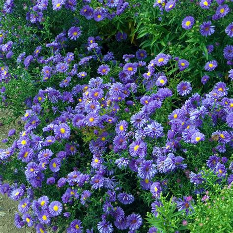 Aster novi-belgii Eventide - Un grand Aster à fleurs mauves
