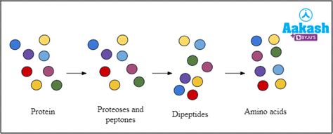 Small Intestine: Structure and Role in Digestion, Absorption in Small ...