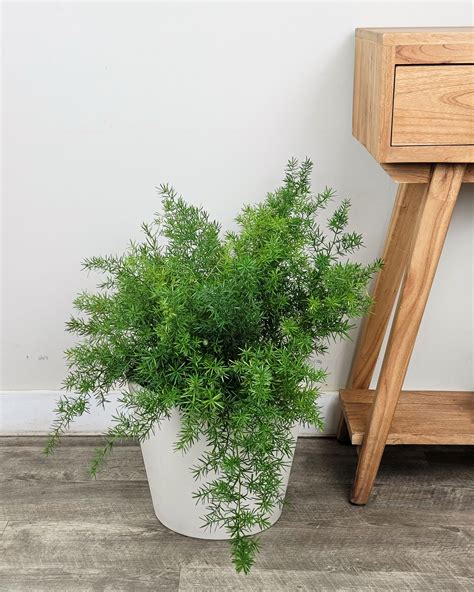Asparagus densiflorus, Sprengeri Fern, Asparagus fern | PlantVine