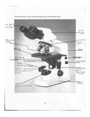 Image result for Introduction to Microscope Lab Answer Key
