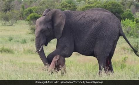 हथिनी ने अपने बच्चे को चलना सिखाने के लिए की कड़ी मेहनत, Video आपको ...