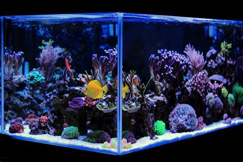 Best 20 Gallon Long Aquariums (Stocking Ideas, Equipment and More ...