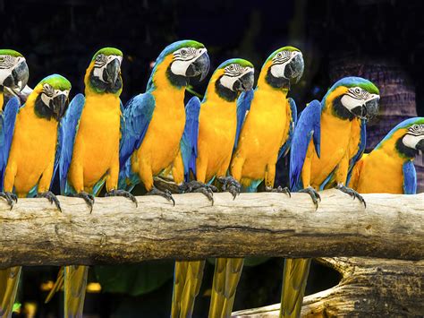Photos Ara (genus) bird parrot Branches Animals 1600x1200