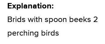 Birds with spoon shaped beeks 2 perching birds birds with spear shaped ...