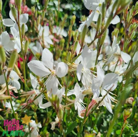 Gaura 'White' Butterfly Bush 4" Pot - Hello Hello Plants