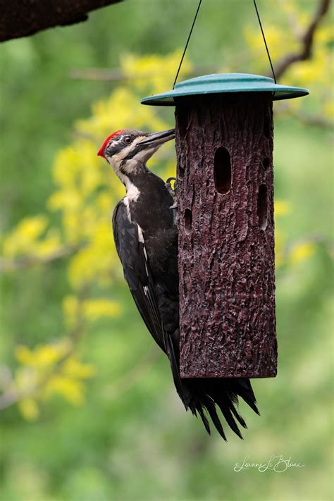 The Ultimate Woodpecker Feeder: Suet Cylinder Log Feeder | Nature Notes ...