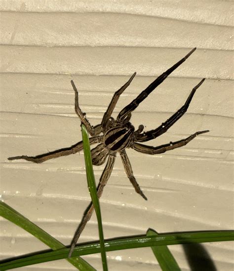 Mother Wolf HOU TX : r/spiders