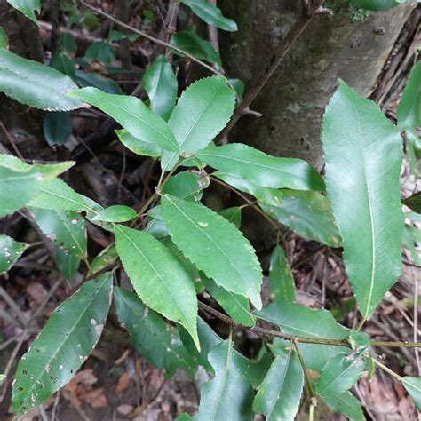 coachwood from Woodlands NSW 2575, Australia on August 16, 2023 at 01: ...