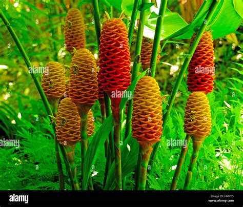 Zingiber Officinale Flower