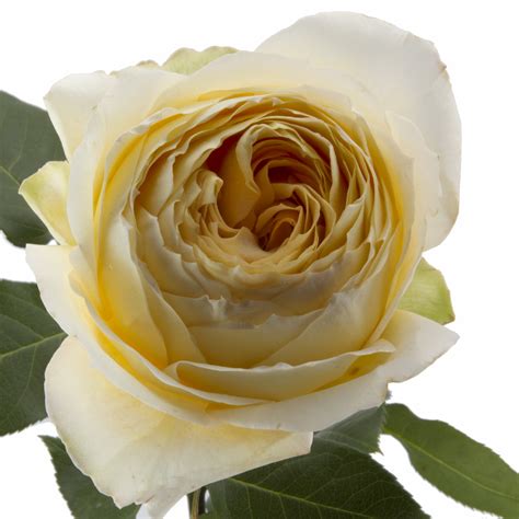 Caramel Antique Garden Roses | Fasci Garden