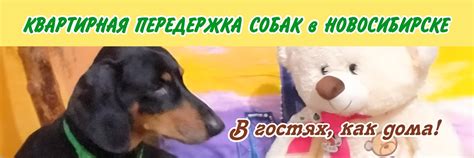 ПЕРЕДЕРЖКА СОБАК | НОВОСИБИРСК | КВАРТИРНАЯ ПЕРЕДЕРЖКА СОБАК В ...