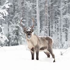 Real Reindeer Wallpaper by 5 Interesting Facts About Reindeer Hayden S Animal Facts Real Reindeer Wallpaper