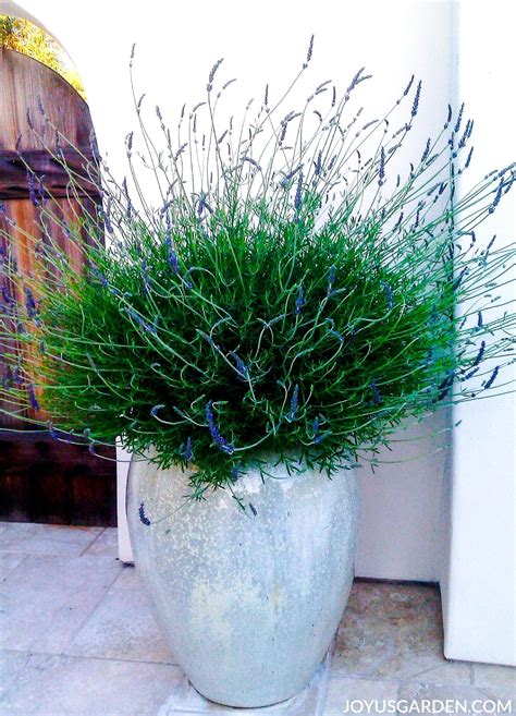 How to Grow Lavender in Pots: A Quick Care Guide