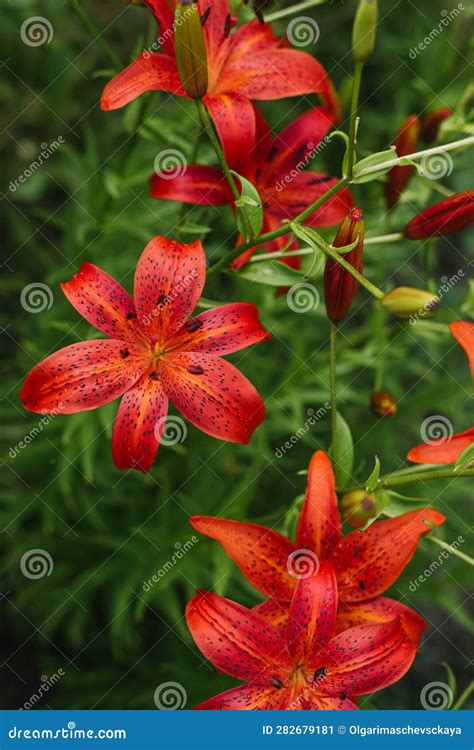 Red Lily Flowers in the Summer Garden Stock Image - Image of lily ...