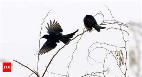 Rare bird sightings up this winter | Delhi News - Times of India