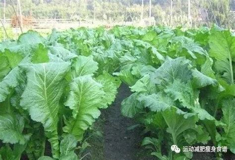 十二月份适合种植什么蔬菜 —【发财农业网】