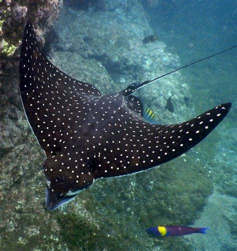 Stingray Photos, Download The BEST Free Stingray Stock Photos & HD Images