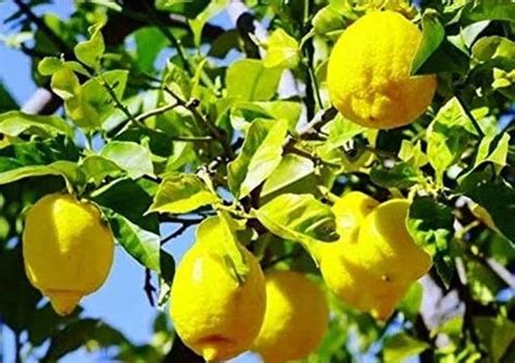 Dorje Gondhoraj Lemon Honey Tea – An Aromatic Journey | Dorje Teas