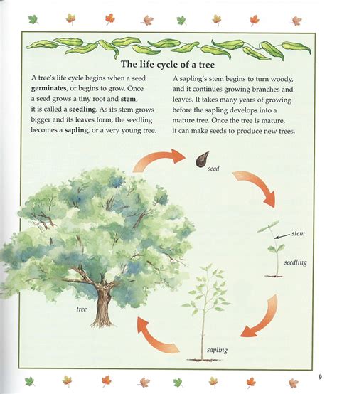 Tree Life Cycle 的图像结果