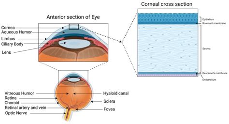 Corneal Epithelium Layers