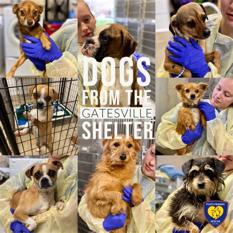 Fuzzy Friends Rescue Waco