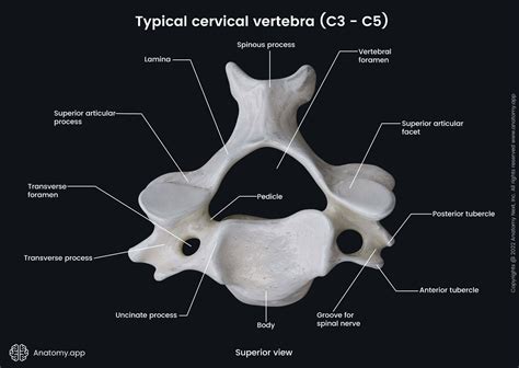 C3 And C4 Vertebrae