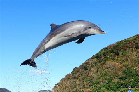Image result for Python File Transparent