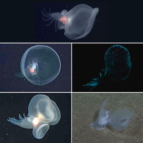 Species New to Science: [Mollusca • 2024] Bathydevius caudactylus • A remarkable bathypelagic ... - Vermomatanu M Anatomy