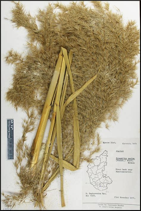 Herbarium JCB
