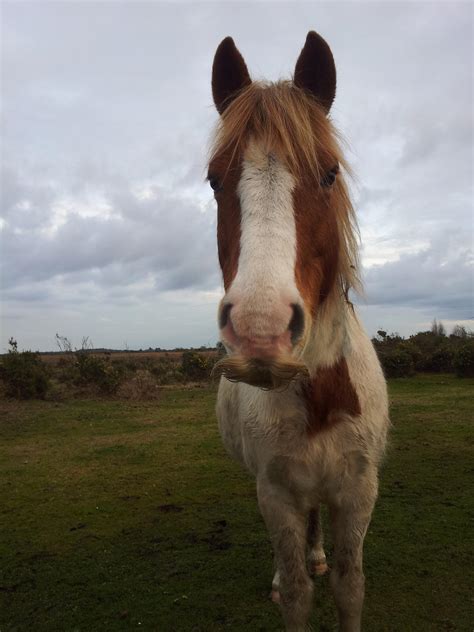 Horse with a real mustache (Not PhotoShoped) : r/FunnyAnimals