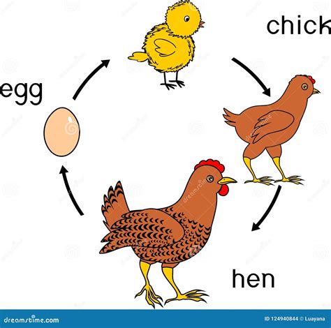 Chicken Life Cycle with Titles Stock Vector - Illustration of ...