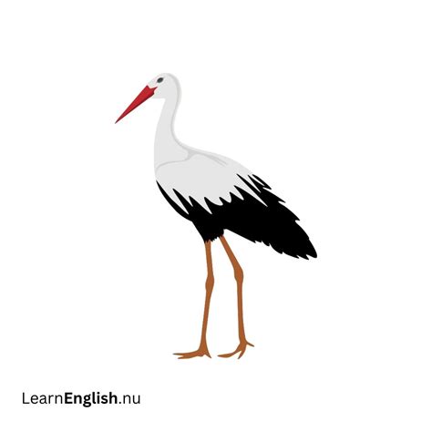 Bird Names in Spanish: 77 Birds in Spanish to English - learn spanish