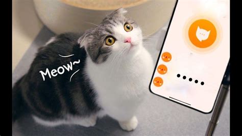 对小奶喵使用猫语翻译器的话，能听懂她的讲话吗？ - YouTube