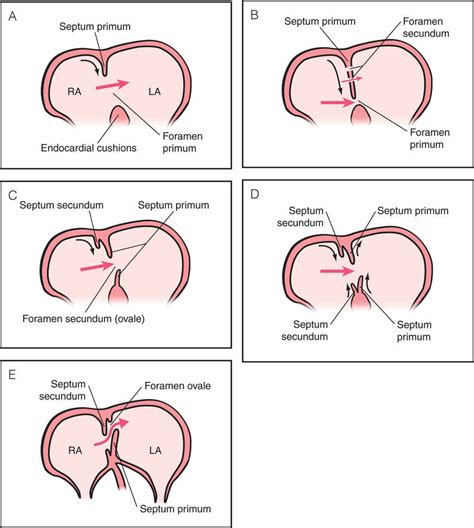 Embryology Evolution