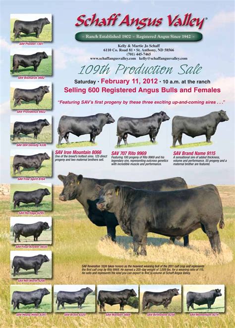 109th Production Sale - Schaff Angus Valley