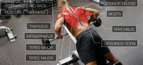 Image result for Back Muscles Exercises