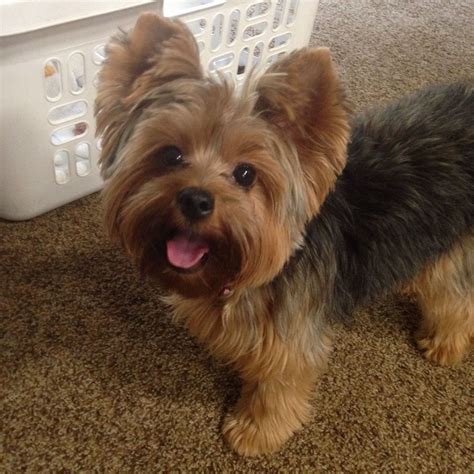 Different Hairstyles For Yorkies - Fade Haircut Styles