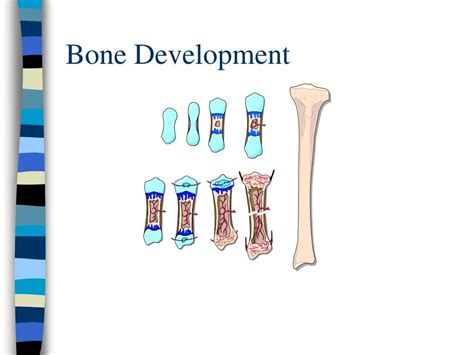 Bone Development Algorithm 的图像结果