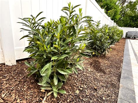 6 Plants For A Deer Resistant Plant Screen
