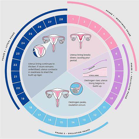 https://a0.anyrgb.com/pngimg/1868/418/follicular-phase-luteal-phase-menstrual-cup-progesterone-menstrual-cycle-reproductive-system-estrogen-fertilisation-uterus-fertility.png