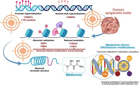 Histone Acetylation Methylation