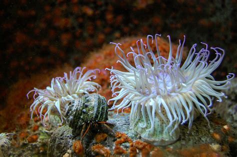 40 Shocking Sea Anemone Facts About the Flowers of the Sea - Facts.net