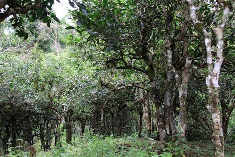 贺开古茶山拉祜文化旅游区位于西双版纳州勐海县勐混镇贺开村，西邻勐混曼蚌村委会、北接勐混坝子、南接老班章、东临格朗和乡，距勐海县城20公里，距 ...