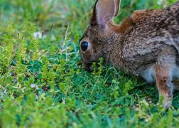 Image result for Garden Plants Rabbits Eat